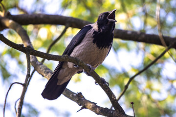 The gray crow communicates with a person.
She gladly accepts food from him and resents the presence of his dog.

