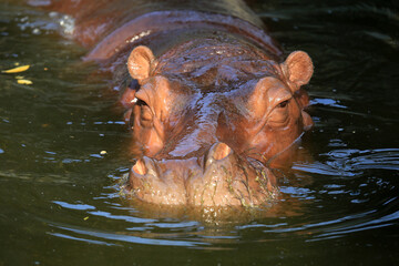Fototapeta premium Flusspferd / Nilpferd