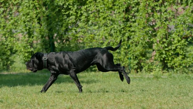 a black dog of a large breed cane corso on a walk in the park plays with a puller runs after it carries a toy in its teeth