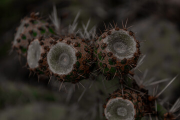 Tunas de cactus