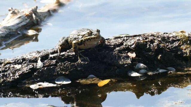 grenouille