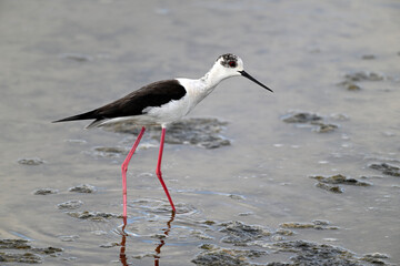 Black-winged stilt // Stelzenläufer (Himantopus himantopus) - Axios-Delta, Greece