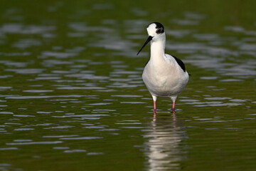 Black-winged stilt // Stelzenläufer (Himantopus himantopus) - Axios-Delta, Greece