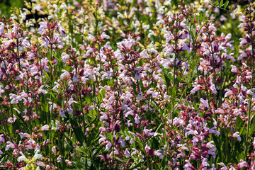 Beautiful Flower, Purple Sage Flowers or Salvia Flowers with Green Leaves in The Garden.