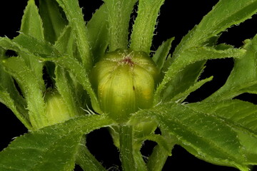 Common Beggarticks (Bidens frondosa). Immature Capitulum Closeup
