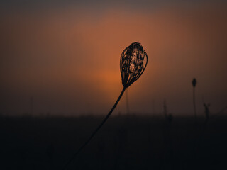 Silhouette of Dry Flower Against a Sunset Sky