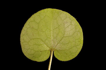 Asarabacca (Asarum europaeum). Leaf Closeup
