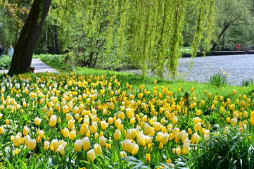 A large field of colourful tulips ina park