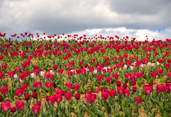 Fototapeta na wymiar A large field of red tulips in front of the blue sky