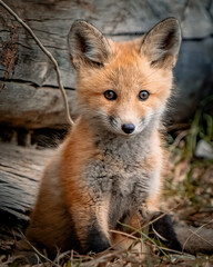 Fototapeta premium Baby Fox in Montana