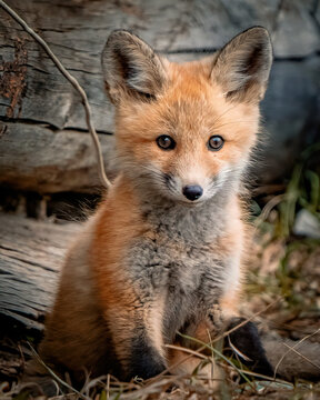 Baby Fox in Montana