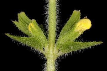 Annual Clary (Salvia viridis). Flower Buds Closeup