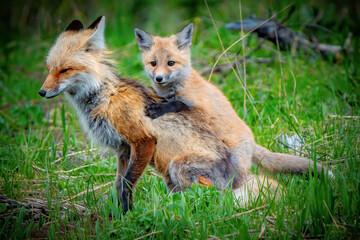 Red Fox mom and baby.