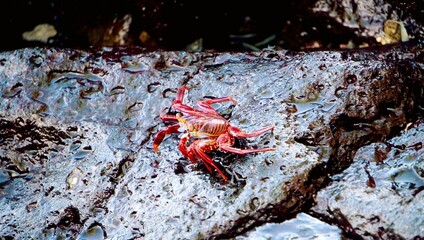 close up of a crab