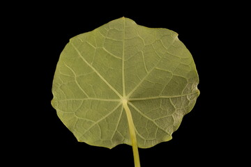 Nasturtium (Tropaeolum majus). Leaf Closeup
