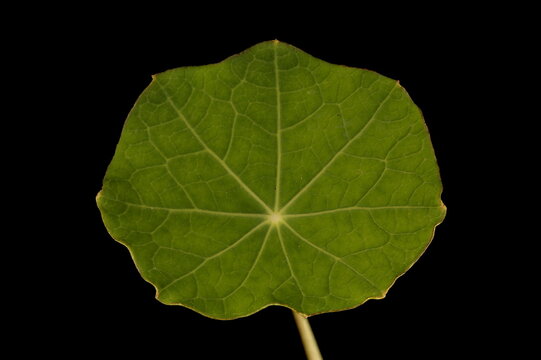 Nasturtium (Tropaeolum majus). Leaf Closeup