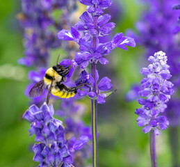 A bright yellow Bumblebee pollinating in a lavender flower garden, viewed at close range.