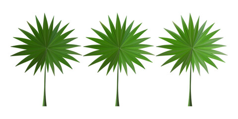Palm leaf summer green plant set. Vector tropic tree leaves, exotic foliage. 3d coconut branch for party banner fern template