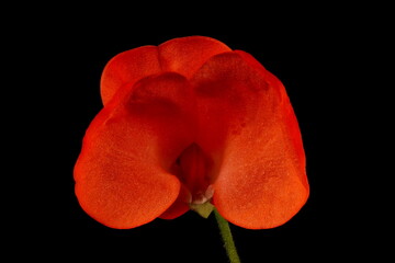 Runner Bean (Phaseolus coccineus). Flower Closeup