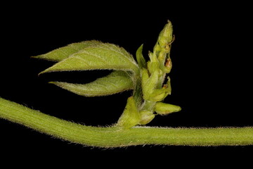 Runner Bean (Phaseolus coccineus). Immature Inflorescence Closeup