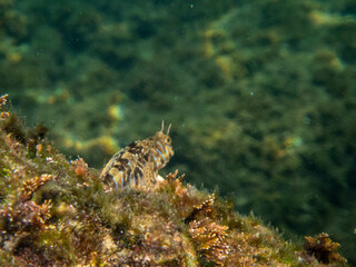 Blenny Fish Watching the Mediterranean Sea