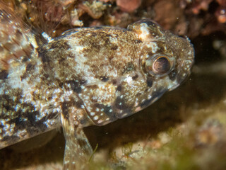 Fototapeta na wymiar Gobby Fish Close Up