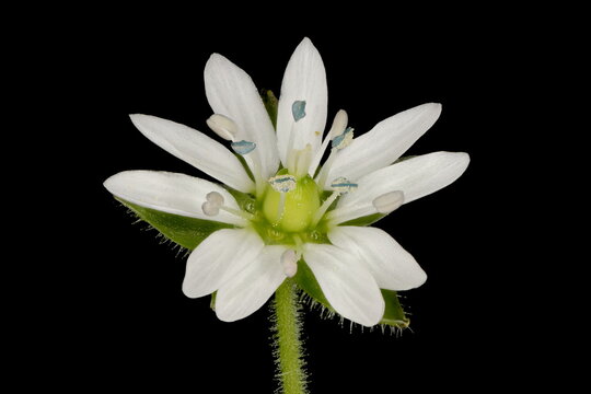 Water Chickweed (Stellaria aquatica). Flower Closeup