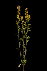 European Goldenrod (Solidago virgaurea). Habit During Anthesis