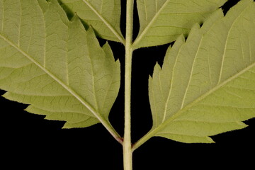 Common Beggarticks (Bidens frondosa). Leaf Detail Closeup