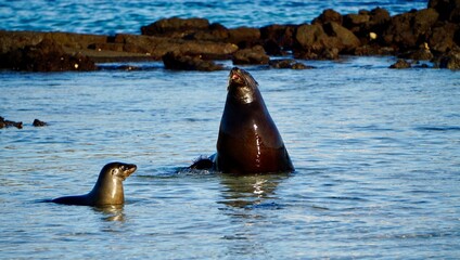 seals in the water