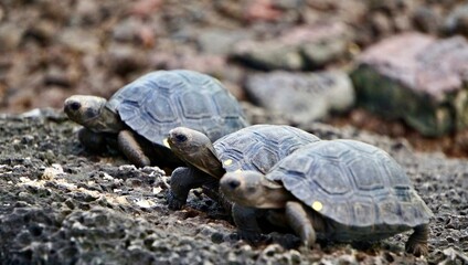 baby tortoises on the rocks