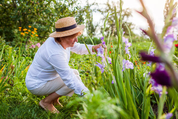 Naklejka na ściany i meble Senior flower farmer picks fresh gladiolus in summer garden. Cut flowers harvest. Woman enjoys growing plants
