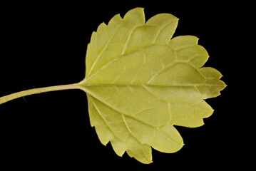 Bells of Ireland (Moluccella laevis). Leaf Closeup