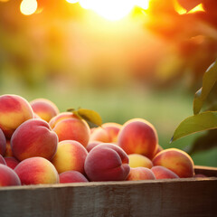 peaches in a basket in an orchard at sunset