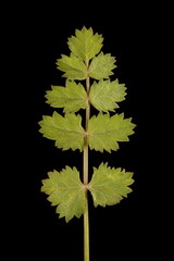 Burnet-Saxifrage (Pimpinella saxifraga).Basal Leaf Closeup