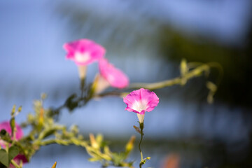 Morning glory - Ipomoea purpurea flower in natural habitat - 610113859