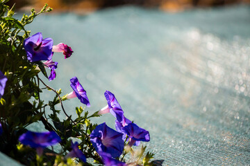 Morning glory - Ipomoea purpurea flower in natural habitat - 610113860