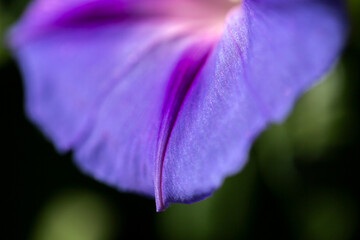 Morning glory - Ipomoea purpurea flower in natural habitat - 610113862