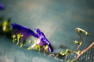 Morning glory - Ipomoea purpurea flower in natural habitat - 610113865
