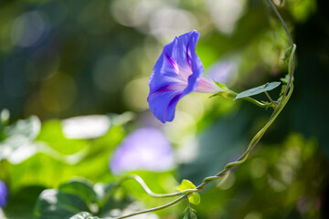 Morning glory - Ipomoea purpurea flower in natural habitat - 610113870