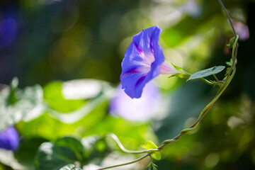 Morning glory - Ipomoea purpurea flower in natural habitat - 610113874