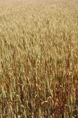 Imature wheat field - vertical