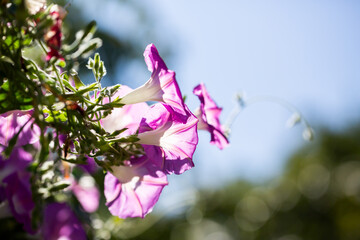 Morning glory - Ipomoea purpurea flower in natural habitat - 610113876