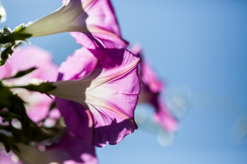 Morning glory - Ipomoea purpurea flower in natural habitat - 610113878