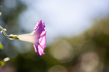 Morning glory - Ipomoea purpurea flower in natural habitat - 610113882