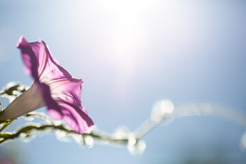 Morning glory - Ipomoea purpurea flower in natural habitat - 610113883
