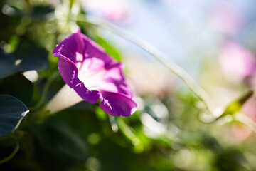 Morning glory - Ipomoea purpurea flower in natural habitat - 610113885