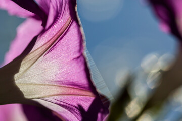 Morning glory - Ipomoea purpurea flower in natural habitat - 610113886