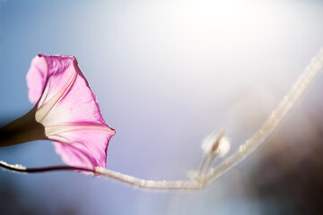 Morning glory - Ipomoea purpurea flower in natural habitat - 610113887