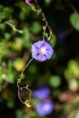 Morning glory - Ipomoea purpurea flower in natural habitat - 610113889